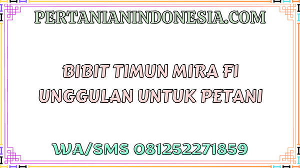 Bibit Timun Mira F1 Unggulan Untuk Petani